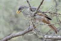 Histurgops ruficauda